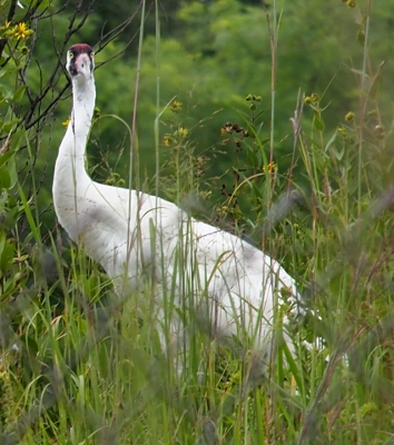 [A white crane with red and black markings on its head has turned its head to look at the camera. The blurring of the fence is in the foreground.]